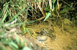 Teichfrosch